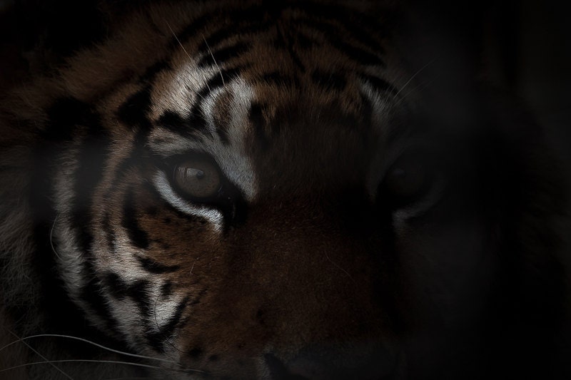 Tiger Print - Photo Art Prints - Close up - Nature Photos - Wildlife Photography  - Black and White Photo - Tiger Eye - Custom Size - WildnisPhotography