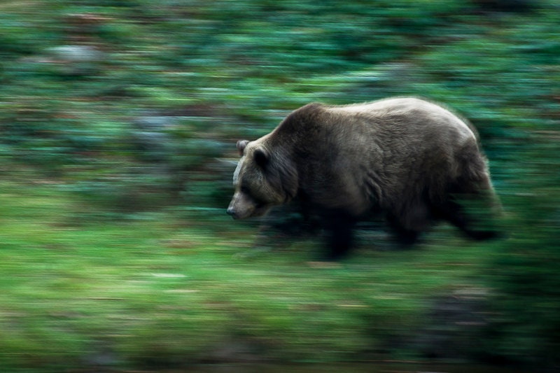 Bear Prints - Photo Art Prints - Wildlife Photography - Nature Photos - Fine Art Photography - Wild Animals - Nature Wall Art - Wall Decor