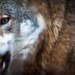 Wolf - Nature Photos - Photo Art Prints - Wildlife Photography - Woodland Animals - Wild Animals -  Fine Art Photography - Nature Wall Art