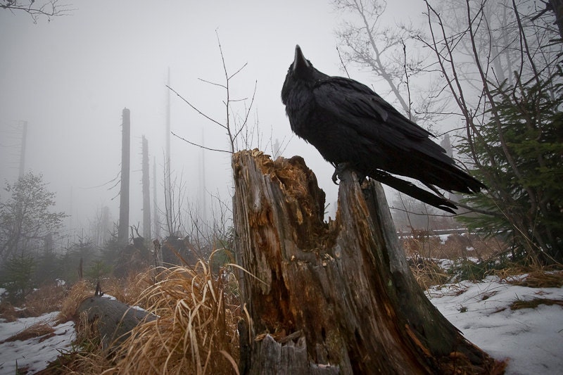 Crow Photo - Bird Photography - Raven Bird - Photo Art Prints - Fine Art Photography - Bird Print - Nature Photos - Wildlife Photography