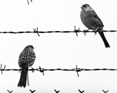 Birds on a wire Black and white photography 8x8