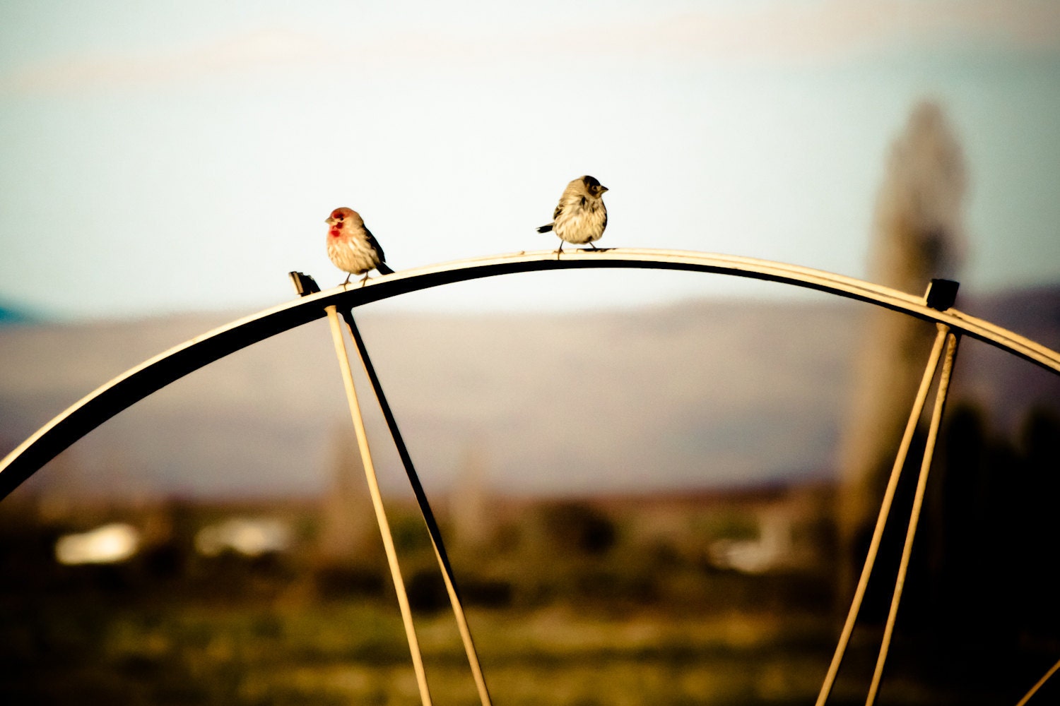 Farm Birds on a Wheel 8 x 10 Fine Art Photography Print