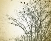 Autumn Crows in a Winter Tree Fine Art Photography  8 x10 Print