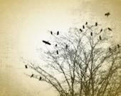 Autumn Crows in a Winter Tree Fine Art Photography 8 x10 Print
