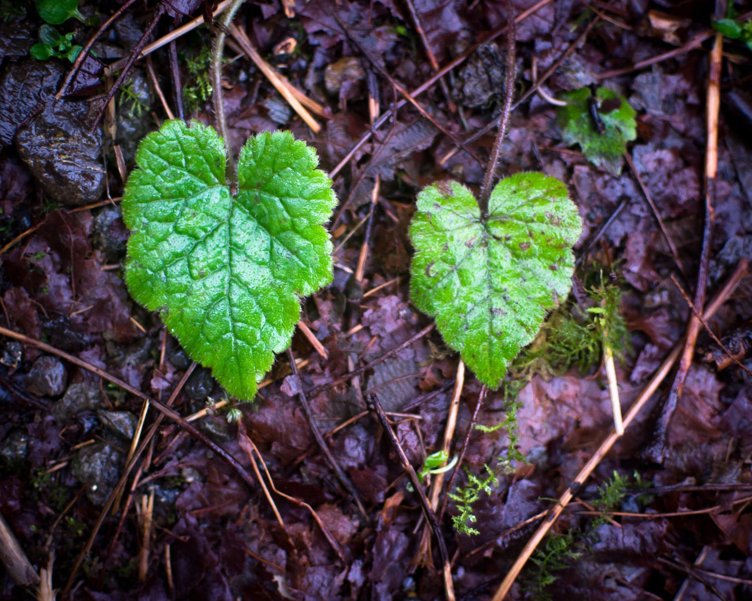 Together, Leaf Hearts, Valentine, 8 x 10 Photography