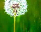 Make a Wish, Dandilion, 8 x 10 Photography