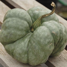 Heirloom Pumpkin Seeds - Triamble Pumpkin (Shamrock Pumpkin) RARE