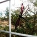 Handmade Stained Glass Dragonfly Suncatcher