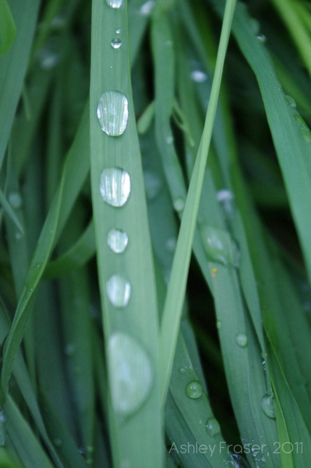 Water Beads - 4 x 6 Print