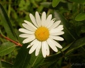 Daisy-Daisy - 4 x 6 Print