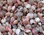 1 ounce pink umbonium shells for crafting