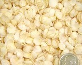 1 Ounce White Cup Shells for Crafting