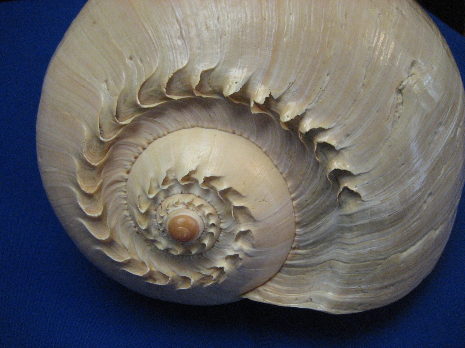 Sea Shell GIANT Melo Melo Ocean Beauty Beach Decor Unique and Collectable and Vintage Large 12 1/2"