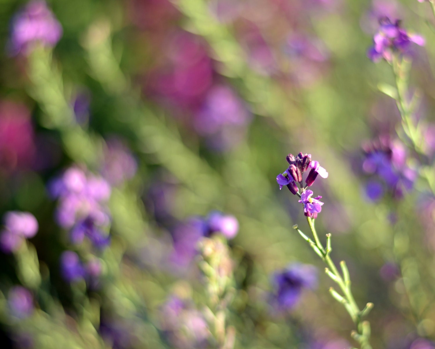 Dreamy Flower Photograph 8x10, Purple Green Floral Photography, Summer Nature Photo, Botanical Wall Decor, for her,  tbteam