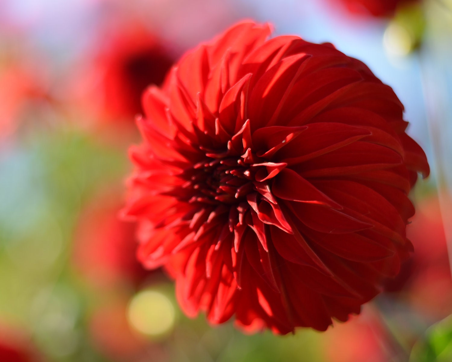 Red Flower Photography, Garden Photograph 8x10, Nature Wall Art, Crimson Red Floral Picture, Green Blue, Bright Summer Color