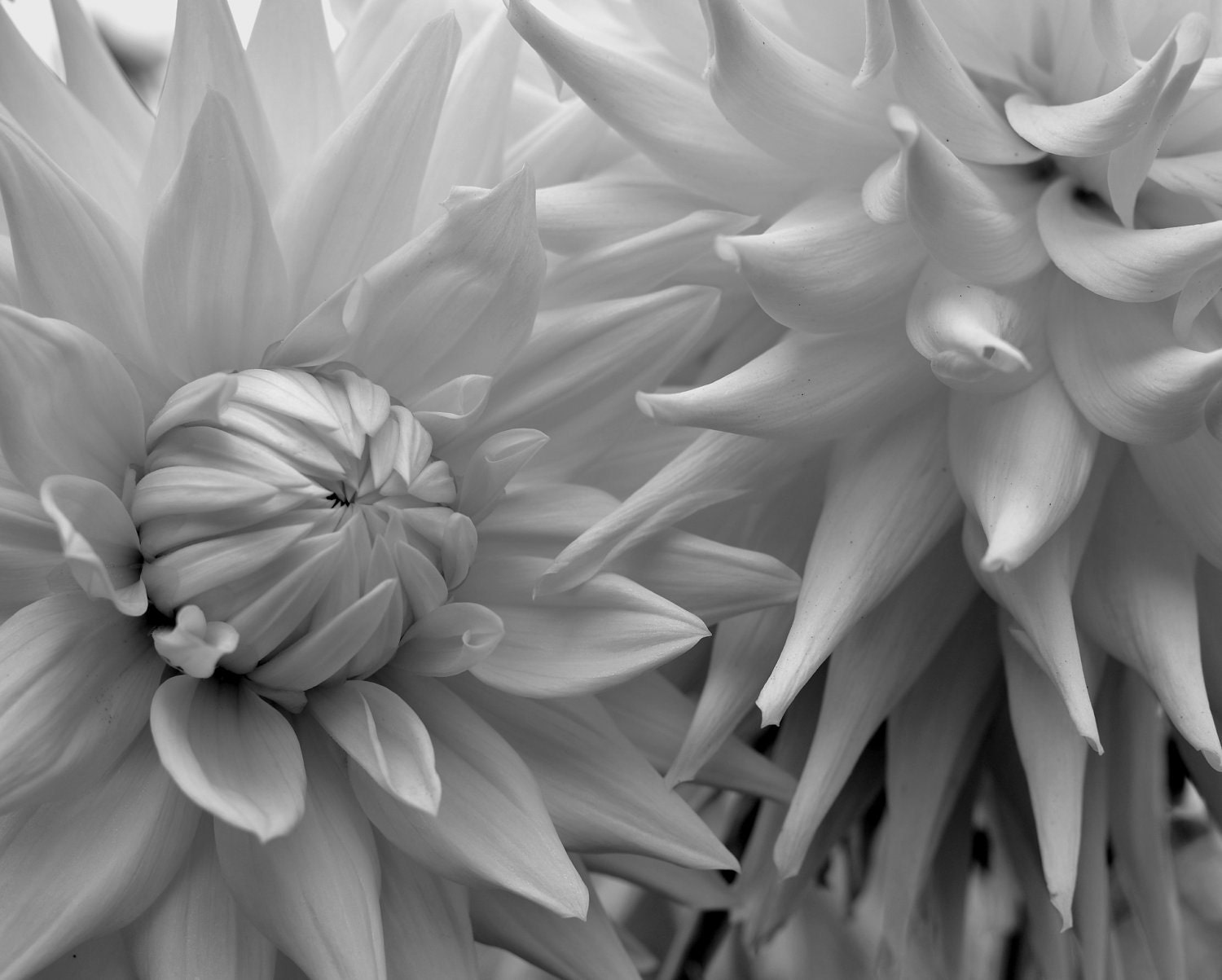 Black and White Photography 16x20, Modern Nature Photograph, Contemporary Flower Print, Gray Floral Wall Art, Botanical Print