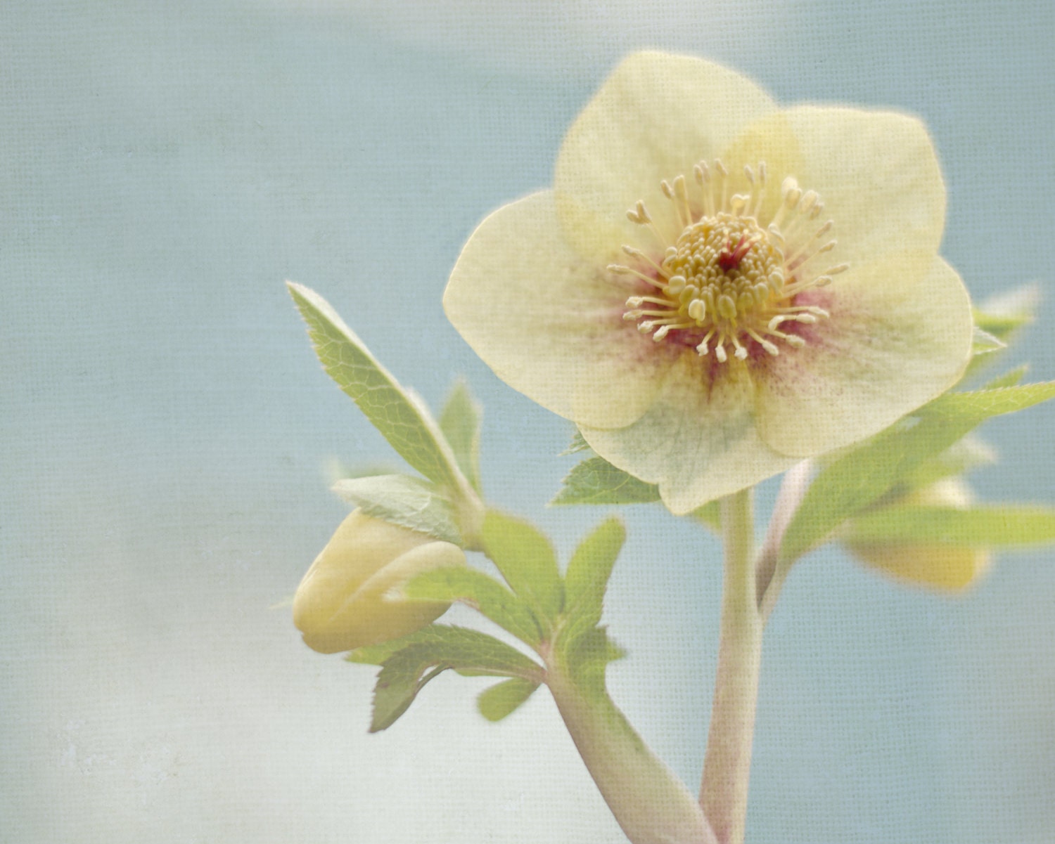 Pastel Flower Photograph 8x8, Pale Yellow Blue Floral Home Decor, Feminine Garden Print, Square Nature Photography, Spring Photo, tbteam