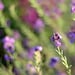 Dreamy Flower Photograph 8x10, Purple Green Floral Photography, Summer Nature Photo, Botanical Wall Decor, for her,  tbteam