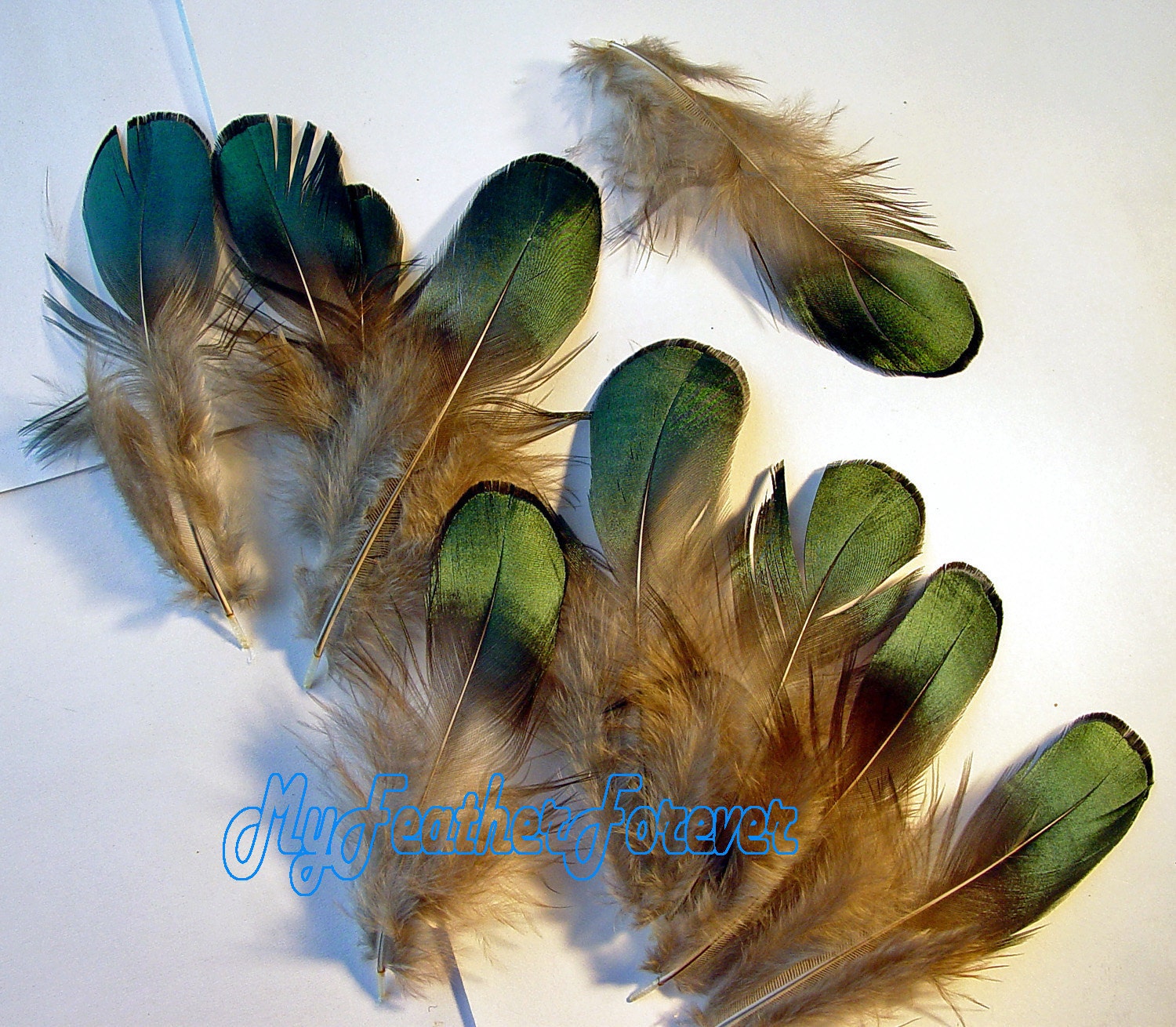 SALE 30 medium iridescent green Lady Amherst FEATHERS