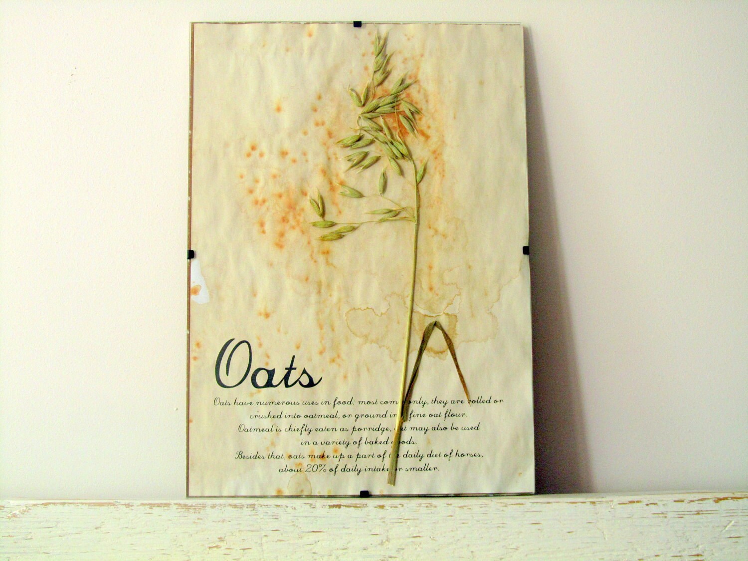 Pressed Flowers- Oats in Frame (4)