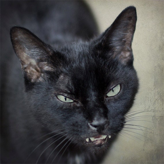 creepy black cat