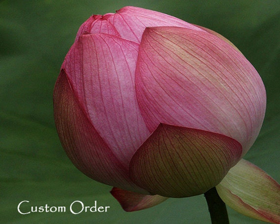 CUSTOM ORDER for ROSA -- third installment