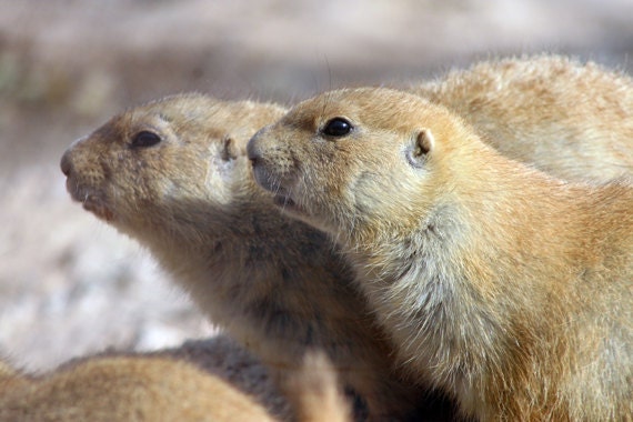 Prairie Dogs, Nursery, Tucson, AZ