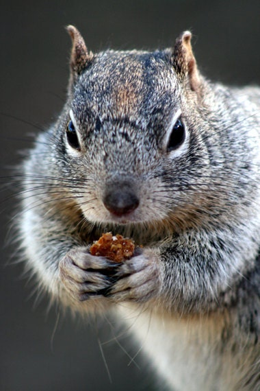 Squirrel, Nursery, Tucson, AZ