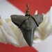 Shark Tooth Necklace Pendant, Bull Shark fossil, Venice-Florida, Bronze plated wire wrap