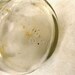 Vintage 70s Era- Clear Glass Cruet