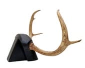 Vintage Deer Antlers on Shelf Mount