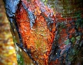 Wet Bark Heart Photo Art 8 x 10 Dogwood Tree