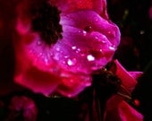Wild Rose Fine Art Photo 5 x 7 Saturated Red Pink Magenta
