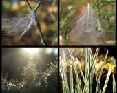 Feathers and Flora Fine Art Photo Set 8 x 10 Sunlight Bokeh Lichen Grass