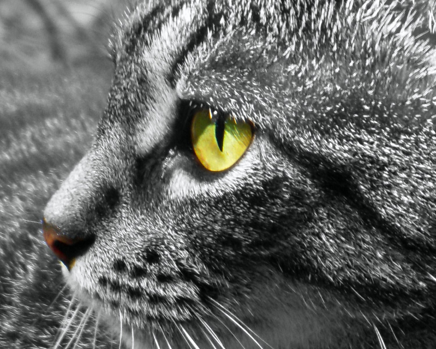 Tabby Cat Fine Art Photo 5 x 7 Closeup Black White with Colored Eye and Nose