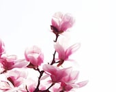 Magnolia Tree Art Print - Pink White Magenta Flower Floral Spring Nursery Home Decor Wall Art Photograph