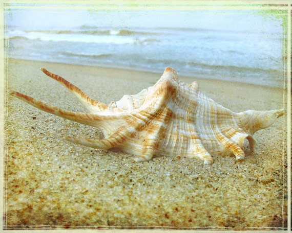 Conch Shell Art Print - Beach House Decor Pastel Soft Beige Tan Sand Ocean Wall Art Photograph