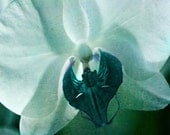 Orchid Flower Abstract Surreal Art Print - Aqua Green Floral Home Decor Modern Wall Art Macro Photograph