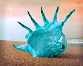 Conch Shell Art Print - Aqua Pink Painting Beach Home Decor Beach House Wall Art Abstract Photograph