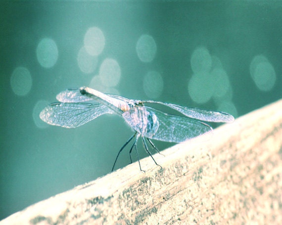 Dragonfly Art Print - Teal Aqua Bokeh Whimsical Nursery Children Room Home Decor Wall Art Photograph