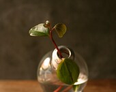 Shabby Chic Decor Lightbulb Vase Glass Vase Cottage Style - Minimalist Design