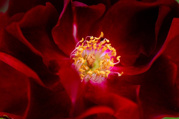 Red Flower Photo, Georgia on my Mind, 8x12 print, Flower Bathroom Art, Red Botanical Photo, Velvet