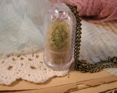 1 Pc REAL CACTUS PLANT Yellow terrarium apothecary terrarium supplies Necklace Chain Included Woodland