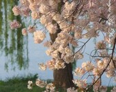 Pink Cherry Blossoms - Springtime Blossoms - 8X12 Print