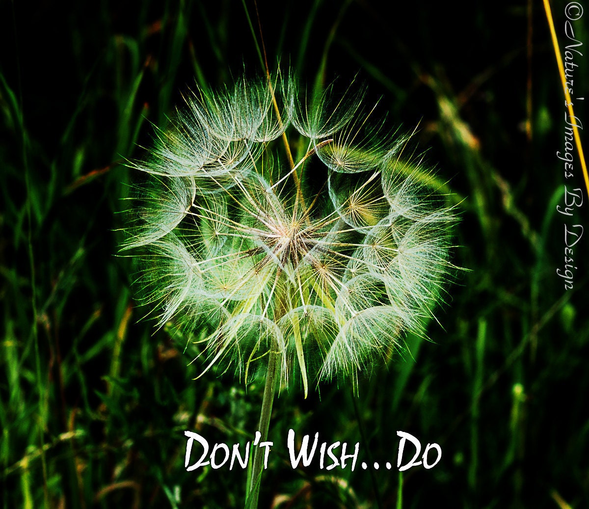 Dandelion Seed Head - Single Dandelion Photo - 5X5 Print