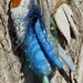 Skeleton Blue Angel Art Doll Ornament