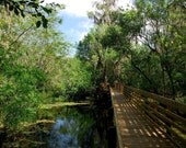 Picturesque Pathway Collection 15 - 8X10 Color Photograph