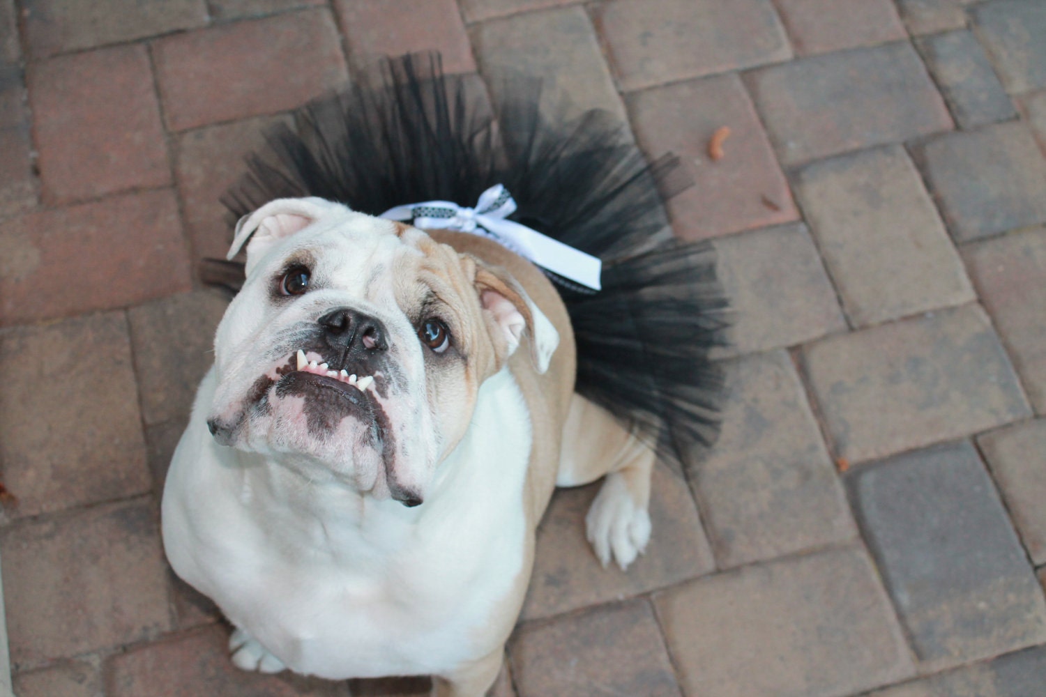 Black Dog Tutu