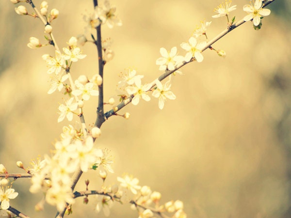 Nature photograph - 8''x6'' photo - 20x15 cm - Flowers plants whimsical vintage spring - home decor, wall decor - women girl room