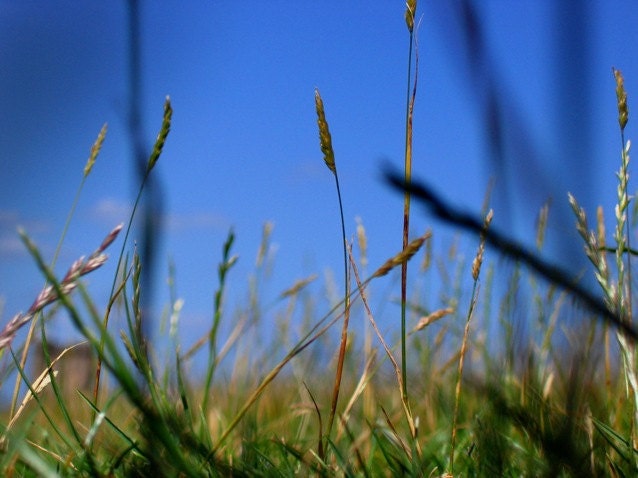 Nature Photo - Leaves of Grass - Romantic Landscape Nature England Art Photograph -  9x12 Color
